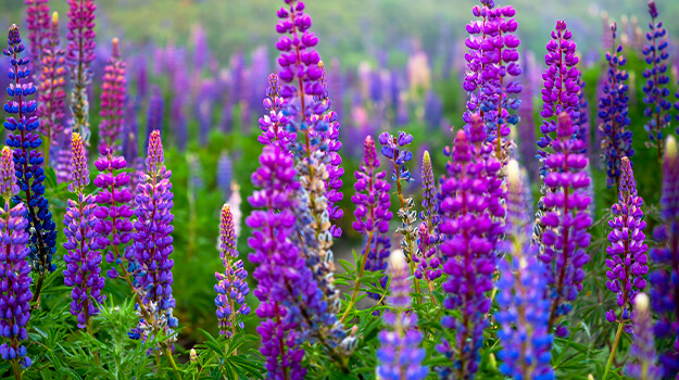 promix-what-is-an-invasive-plant-20