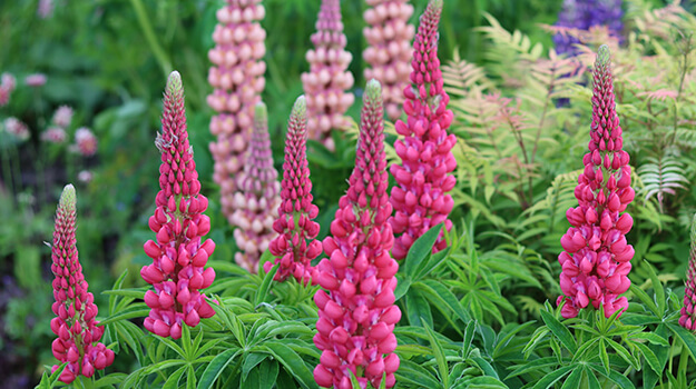 promix-what-is-landscaping-03