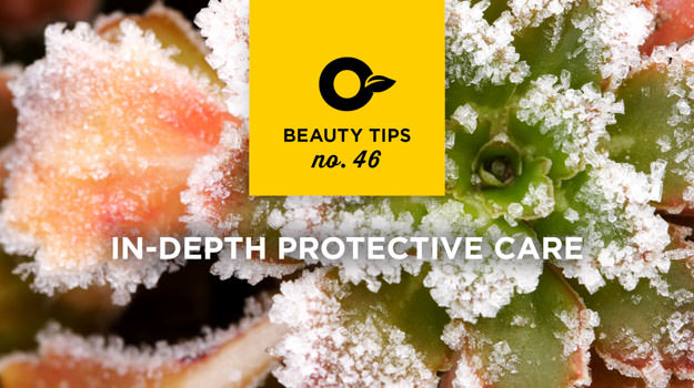 How to protect your plants during winter