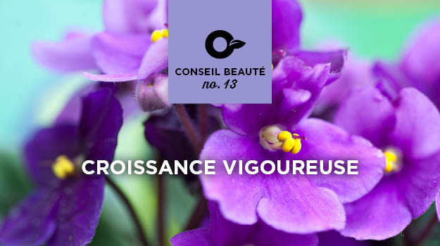 Comment cultiver et transplanter des violettes africaines