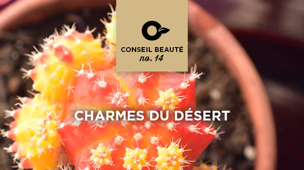 Comment entretenir et transplanter des cactus et des succulentes