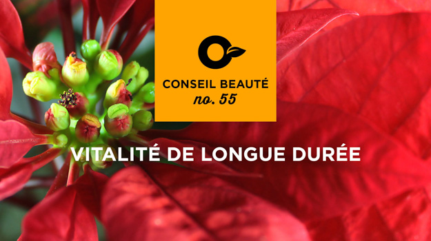 Comment garder les poinsettias vivants jusqu'à Noël prochain? 