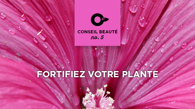 Conseils pour acclimater vos plantes aux conditions extérieures