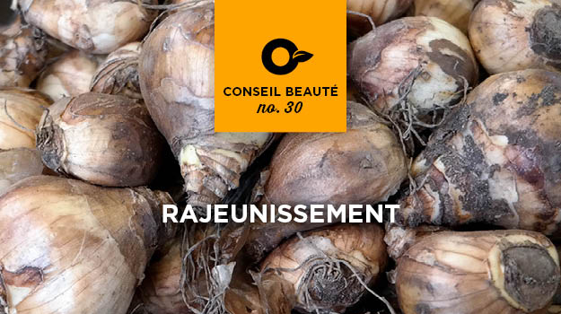 Guide complet pour planter des bulbes de fleurs