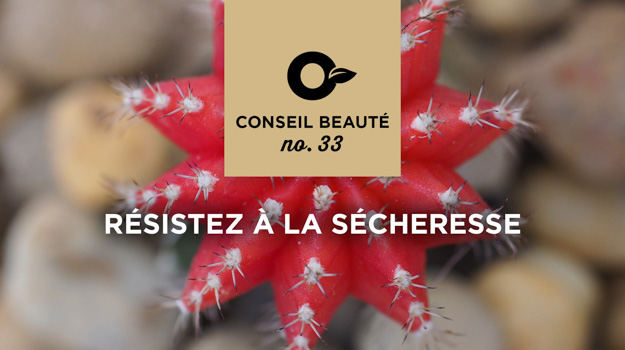 Guide essentiel pour la culture de cactus et de succulentes