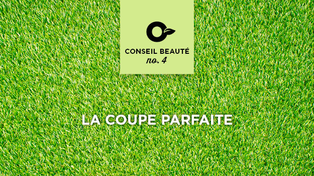 Réussir votre semis de gazon : maîtriser la température minimale pour un  gazon parfait