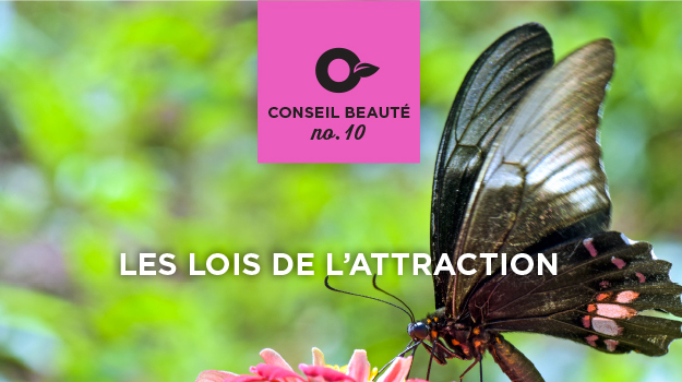 10 plantes qui attirent les insectes pollinisateurs