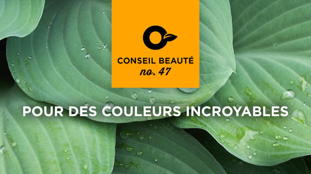 Conseils pour utiliser des plantes à feuillage décoratif