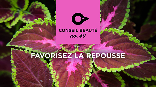 Comment propager des plantes à partir de boutures