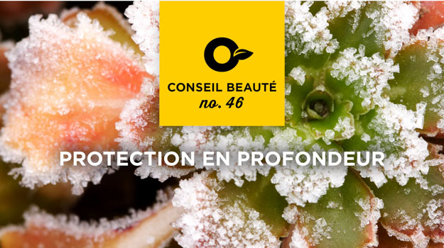 Conseils pour protéger vos plantes pendant l'hiver 