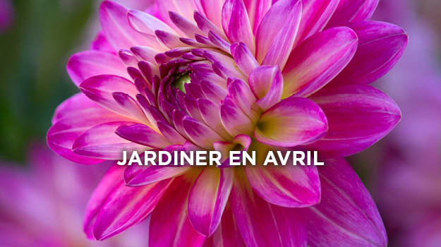 Calendrier de jardinage: que faire au jardin en avril