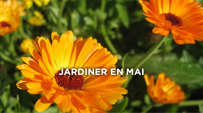 Que faire au jardin en mai