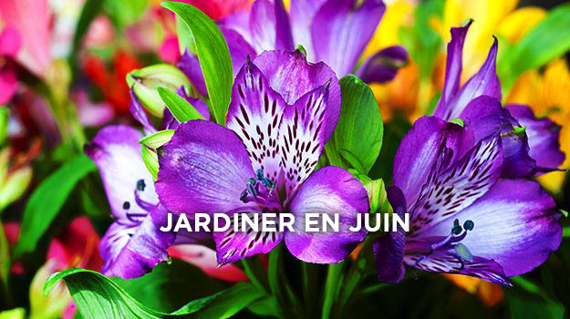 Quoi faire au jardin en juin