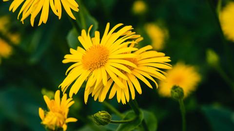 5 Plantes qui peuvent vous aider à vous sentir mieux