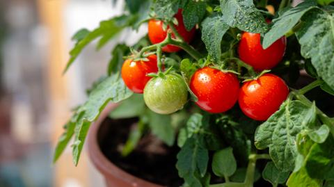 Growing a container garden