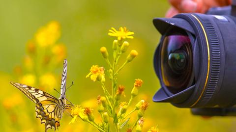 The difference between an ordinary picture and a great one sometimes comes down to a few details. We'll show you the techniques that make the difference. From shooting to depth of field and lens selection, learn how to show your garden in a whole new ligh