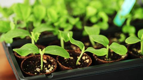 Indoor sowing: how to make an organic vegetable garden