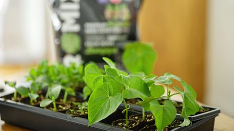 Starting Vegetable Seeds Indoors: The Complete Guide