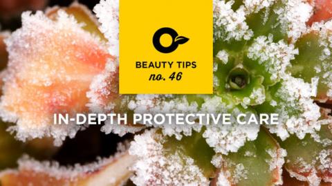 How to protect your plants during winter
