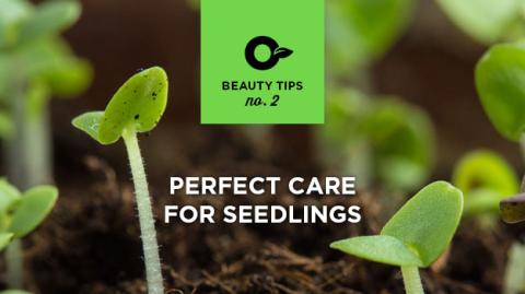6 tips for successful seedlings!