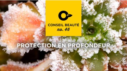 Conseils pour protéger vos plantes pendant l'hiver 