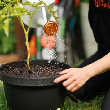 pro-mix-vegetables-and-herbs-mix-watering-plants