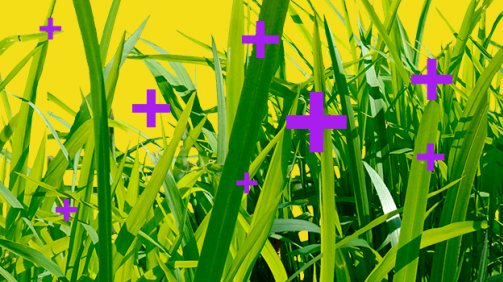 With MYCOACTIVE, your lawn will be 89% denser. Guaranteed with PRO-MIX With MYCOACTIVE, your lawn will be 89% denser. Guaranteed with PRO-MIX
