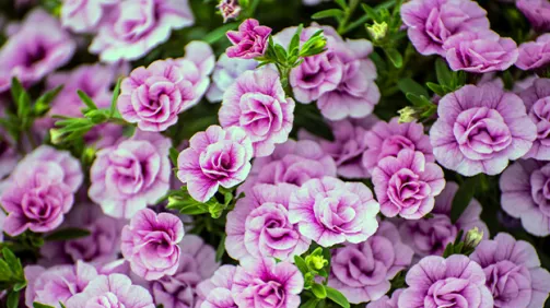 Comment cultiver le calibrachoa (Million Bells) : conseils pour la plantation et l'entretien
