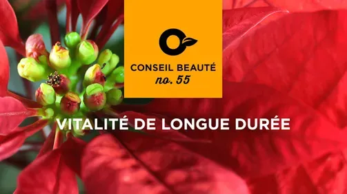 Comment garder les poinsettias vivants jusqu'à Noël prochain?