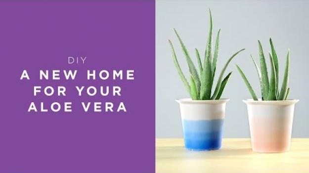 Embedded thumbnail for A new home for your Aloe Vera