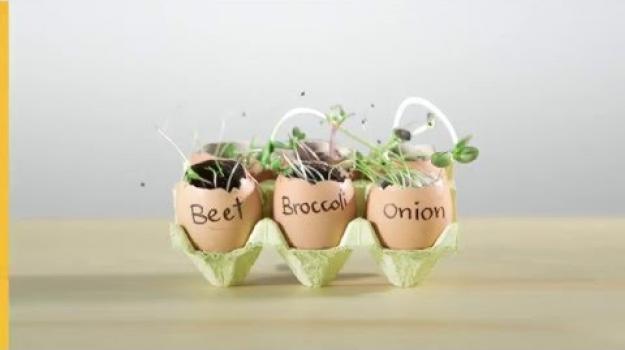 Embedded thumbnail for How to Start Seeds Indoors in Egg Shells