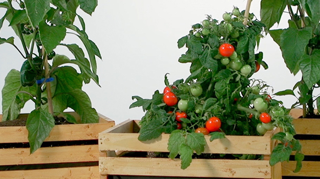 Garden in a wooden crate DIY Video