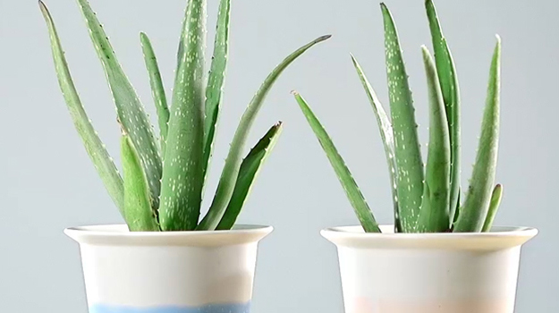 A new home for your Aloe Vera DIY Video
